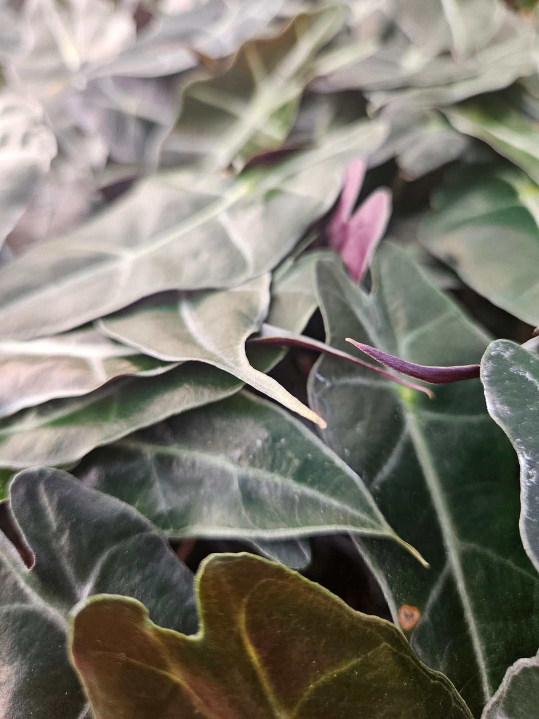 Alocasia Purpley