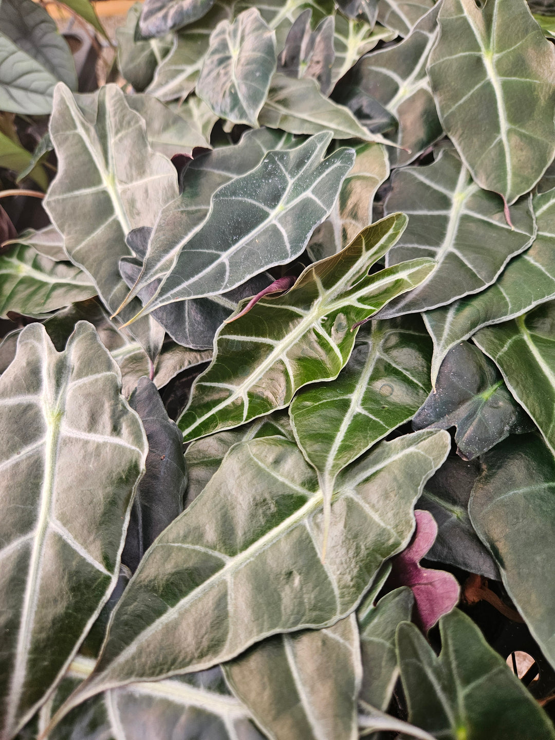 Alocasia Purpley