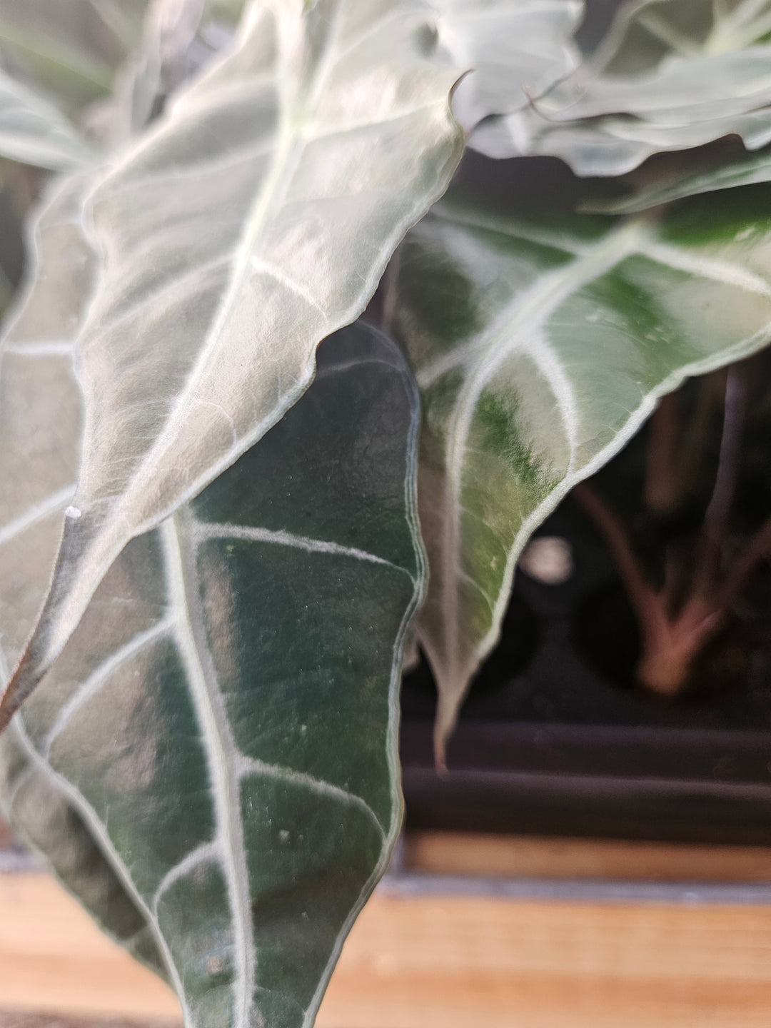 Alocasia Purpley