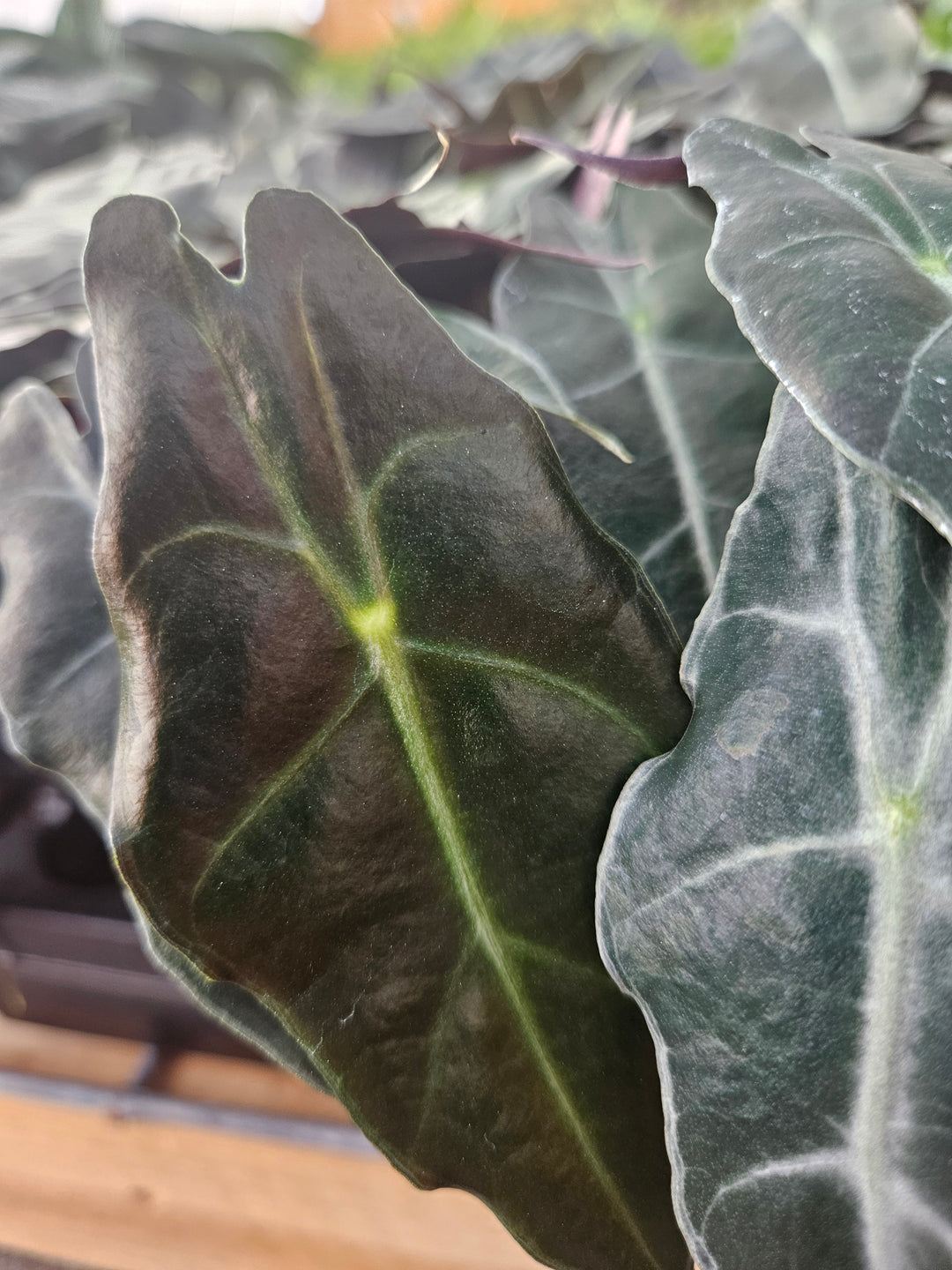 Alocasia Purpley