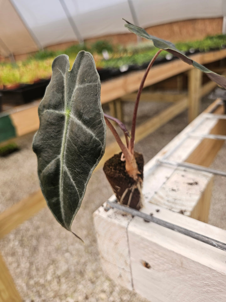 Alocasia Purpley