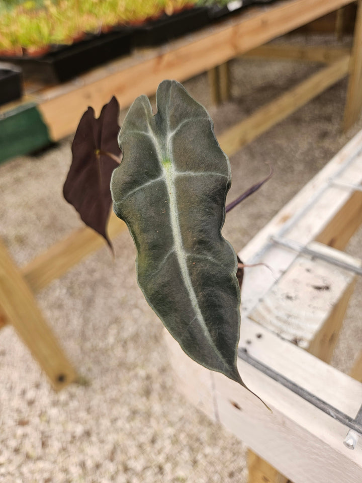 Alocasia Purpley