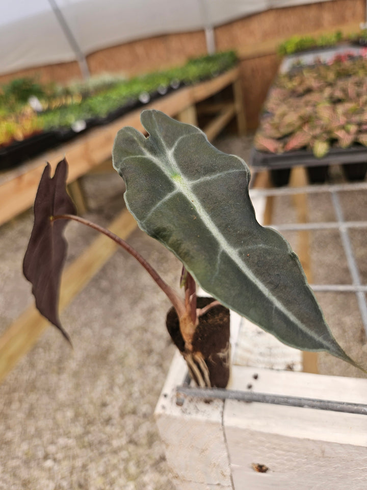 Alocasia Purpley