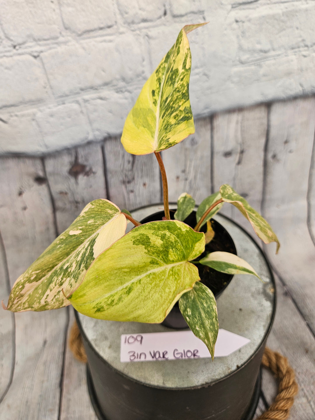 Philodendron Variegated Gloriosum (3in)-109