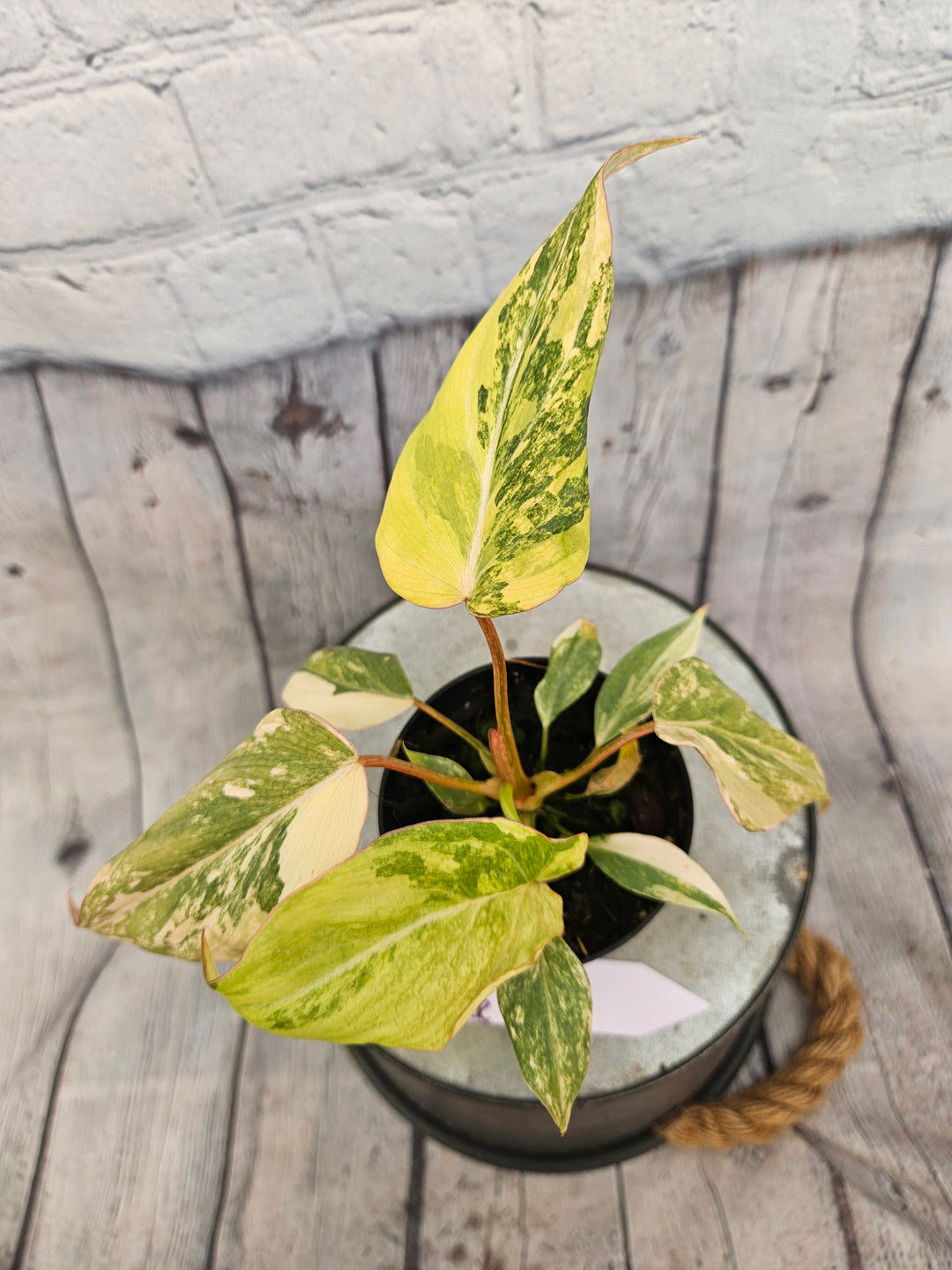 Philodendron Variegated Gloriosum (3in)-109