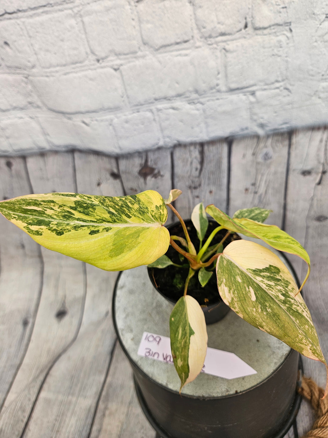 Philodendron Variegated Gloriosum (3in)-109