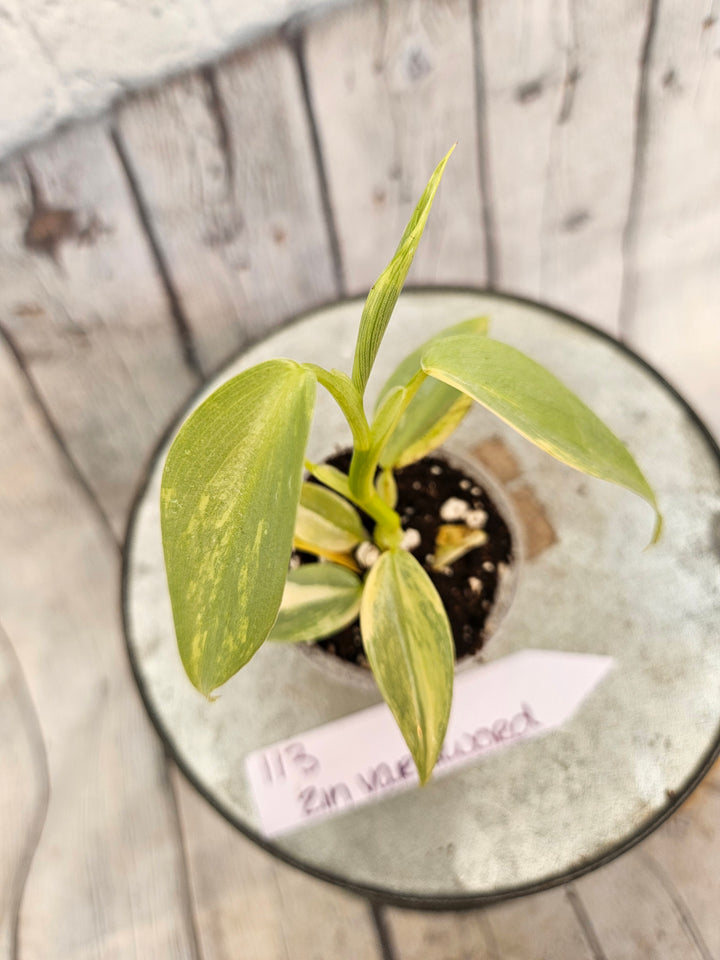 Philodendron Variegated Silver Sword (2in)-113