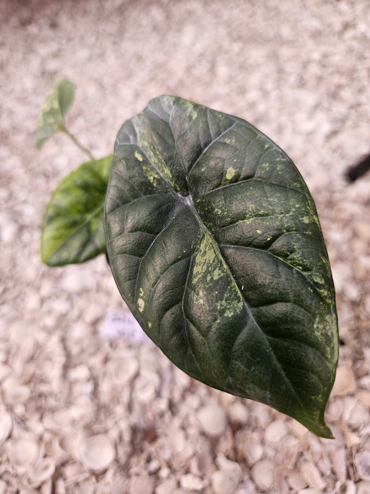 Alocasia Variegated Sinuata (3in)-394