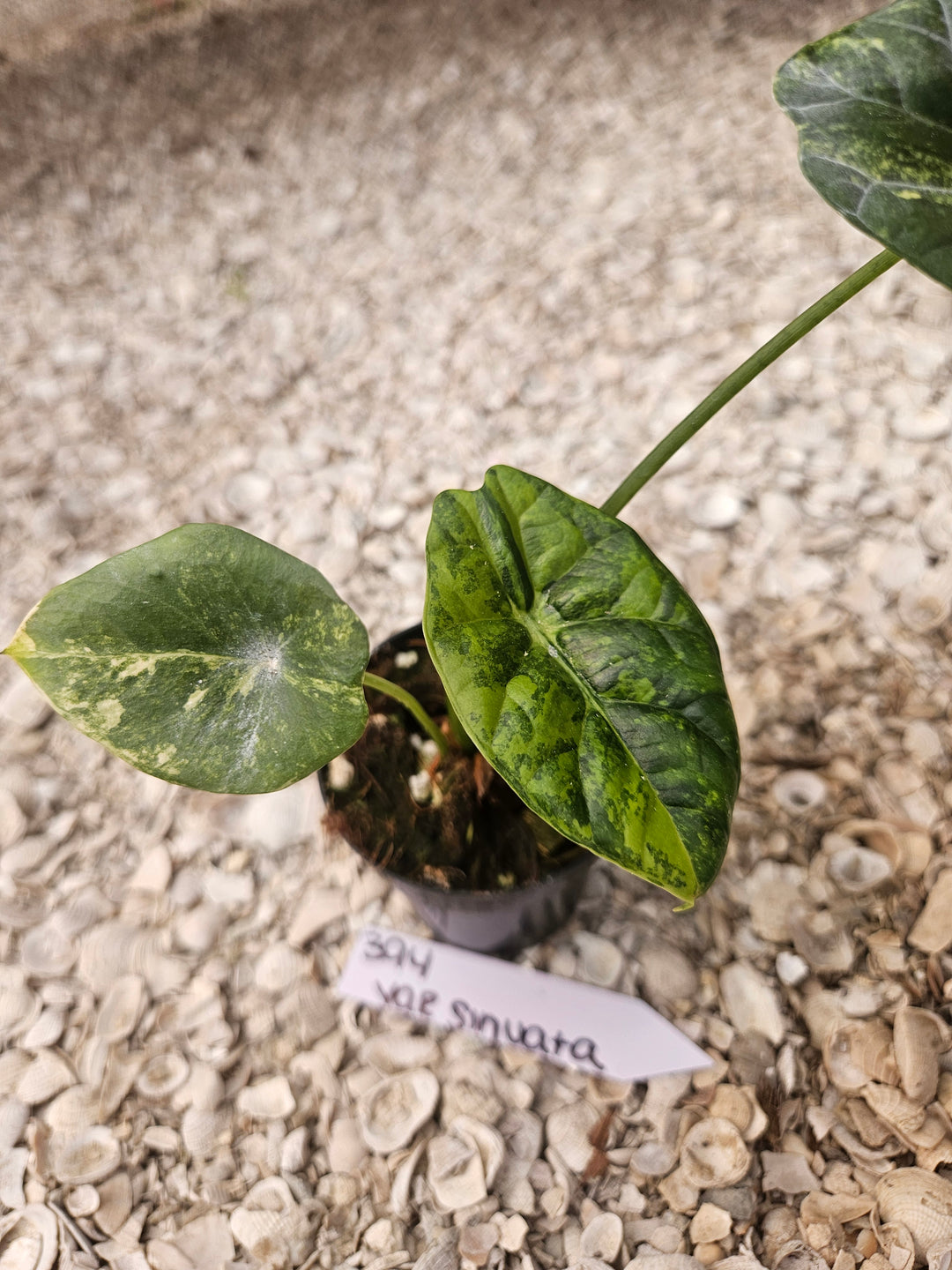 Alocasia Variegated Sinuata (3in)-394