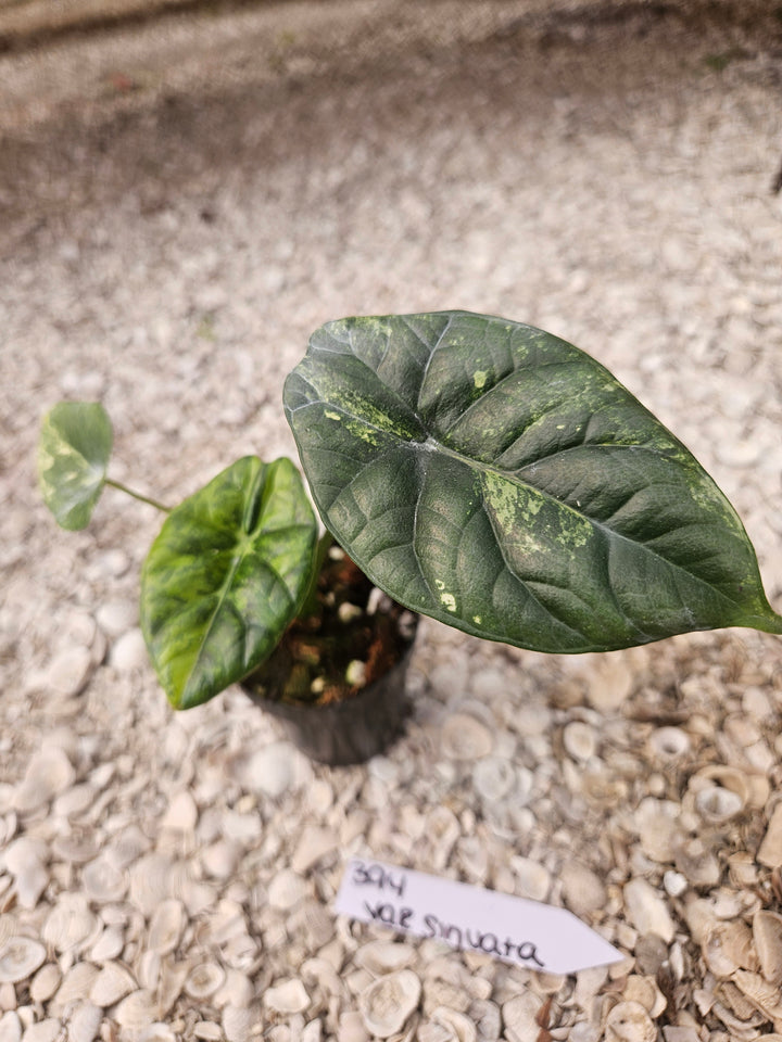 Alocasia Variegated Sinuata (3in)-394