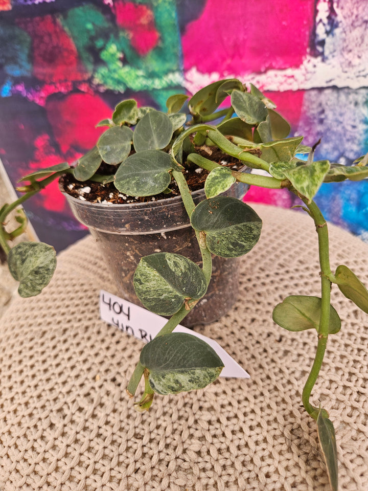 Rhaphidophora Variegated Hayi (4in)-404