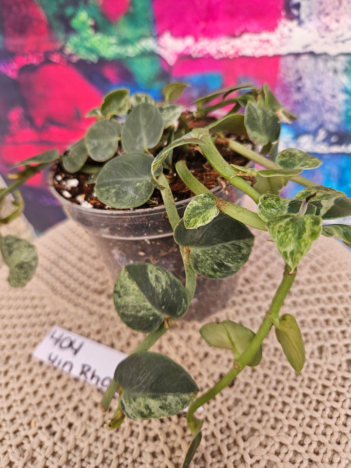 Rhaphidophora Variegated Hayi (4in)-404