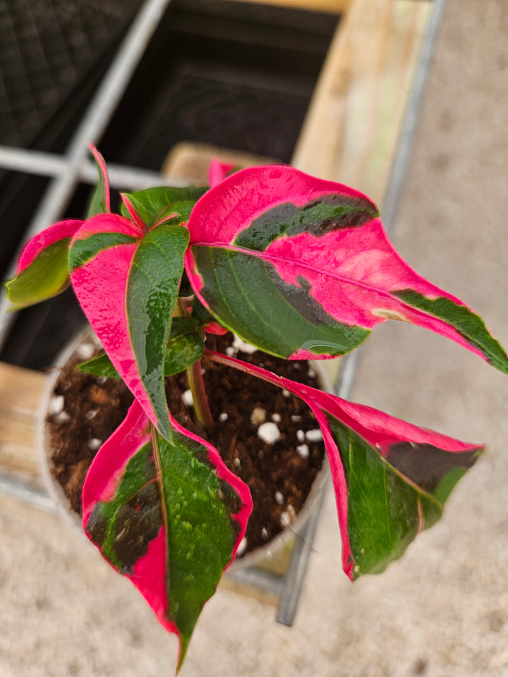 Alternanthera Ficoidea 'Partytime'