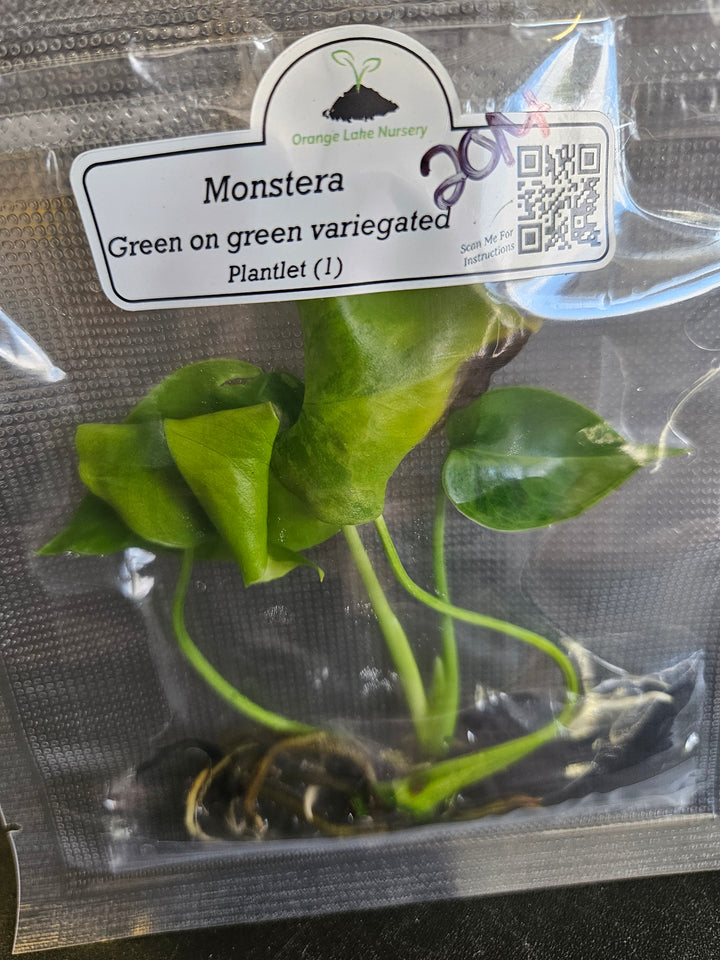 Monstera Deliciosa "Green on Green" Tissue Culture #20