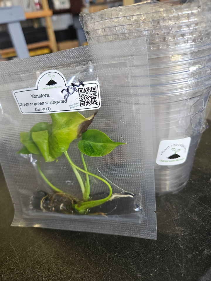 Monstera Deliciosa "Green on Green" Tissue Culture #20