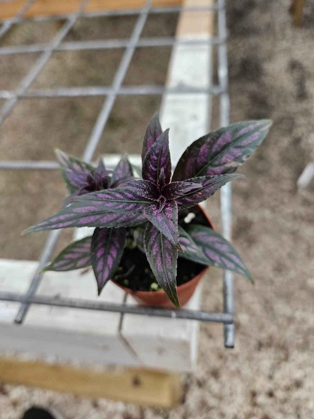 Persian Shield