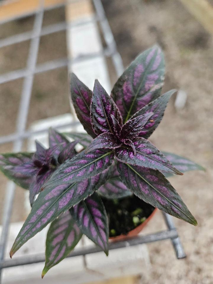 Persian Shield