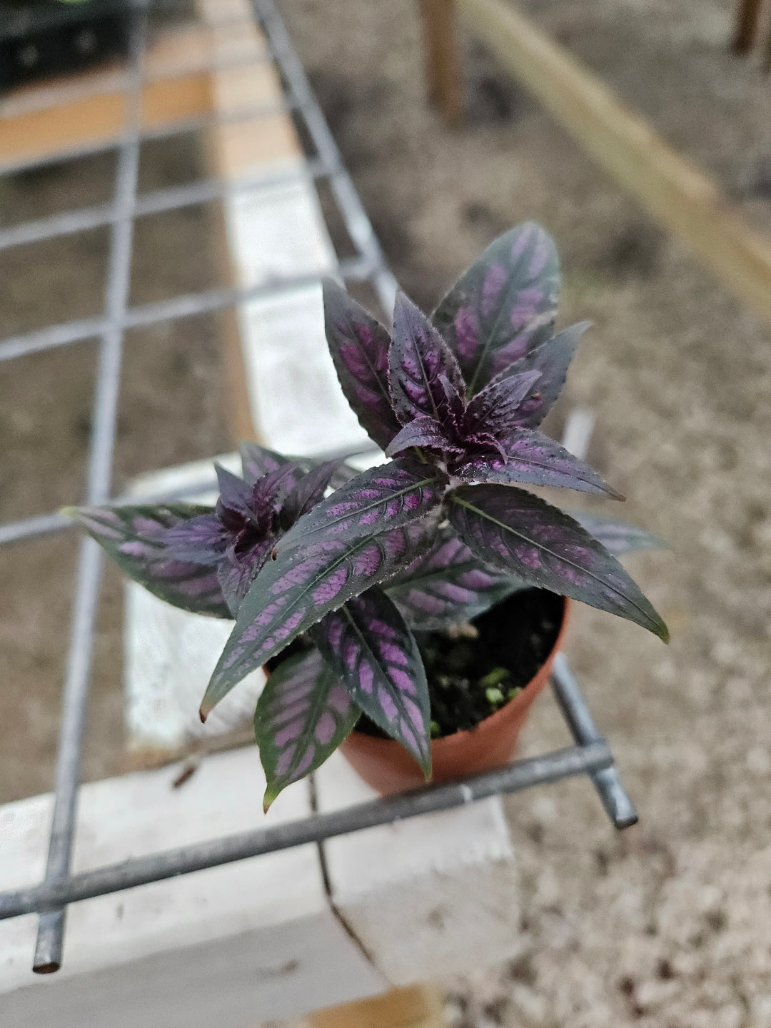 Persian Shield