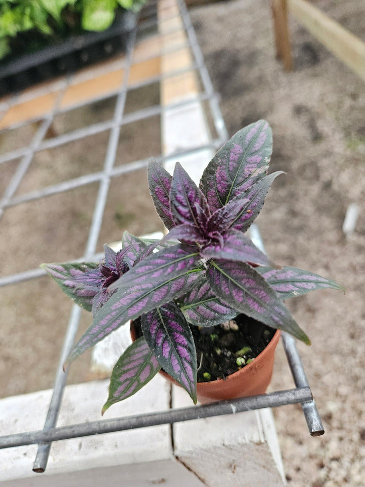 Persian Shield