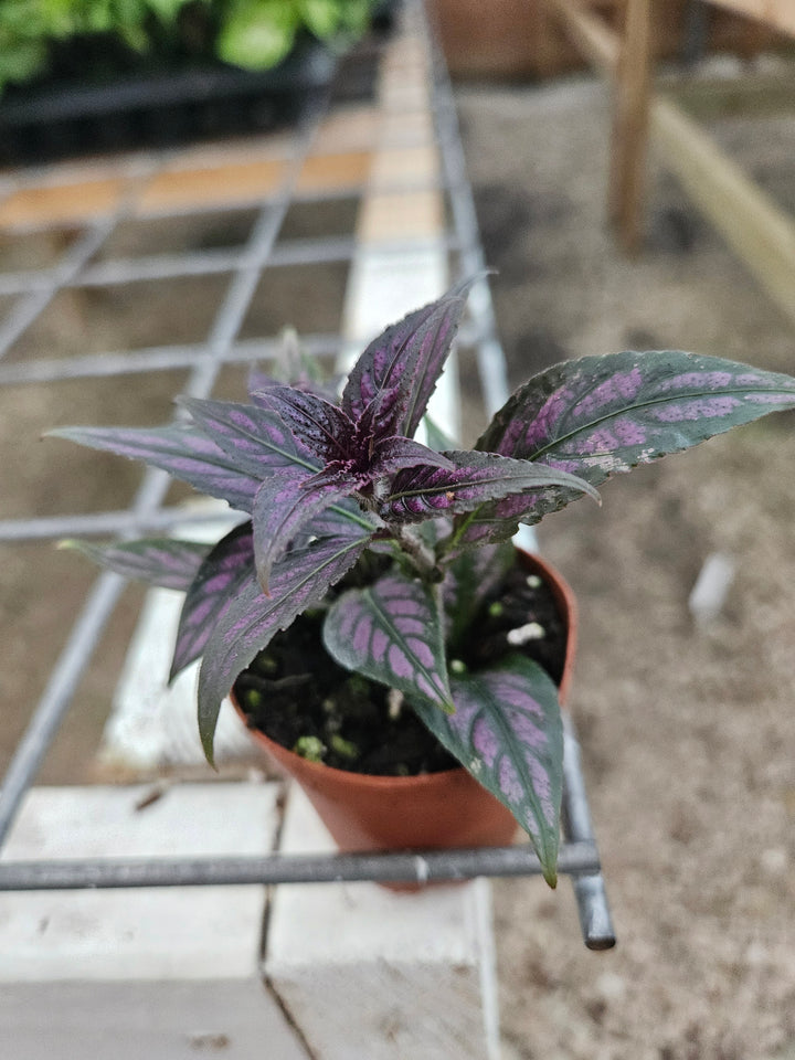 Persian Shield