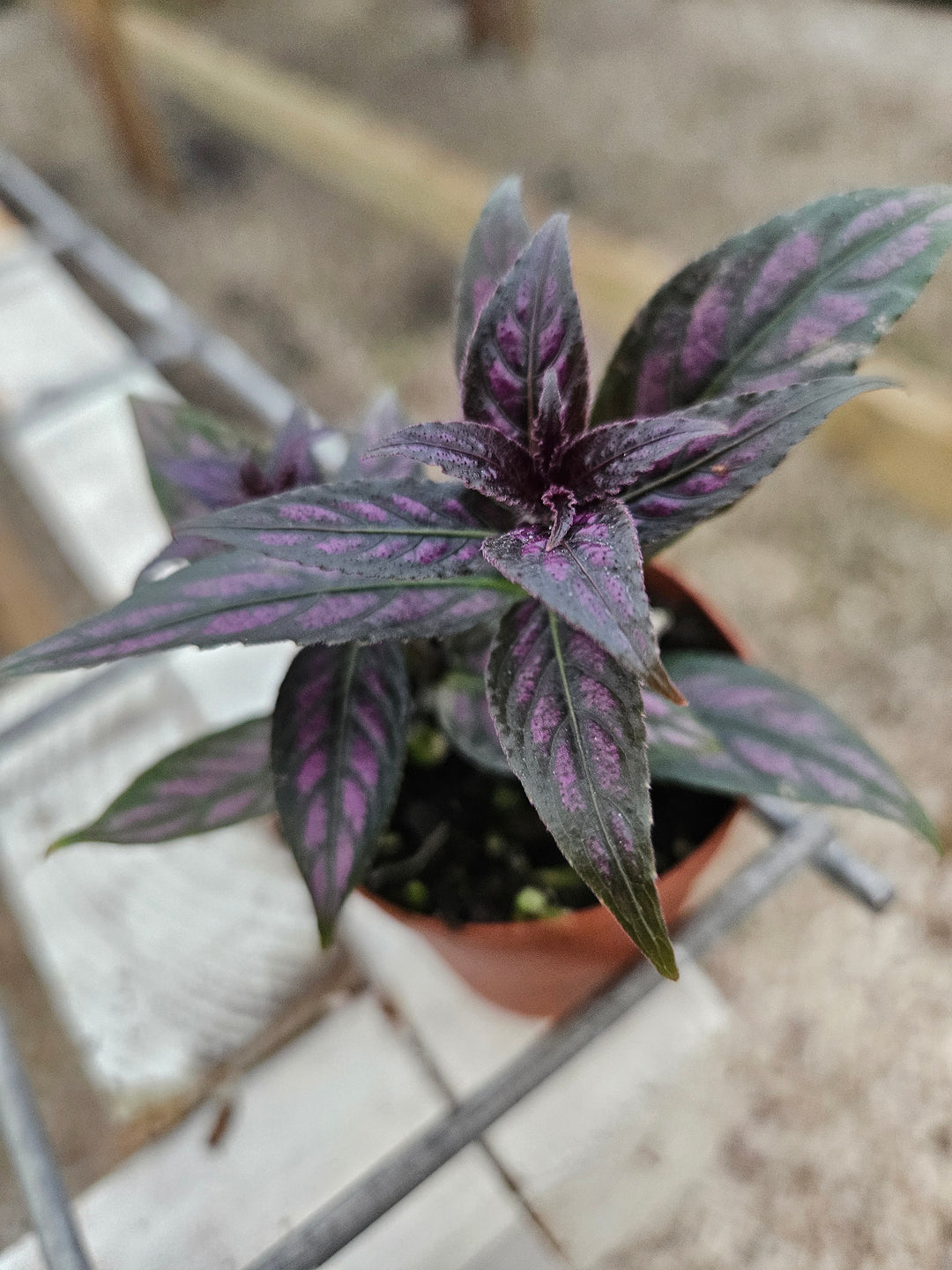 Persian Shield