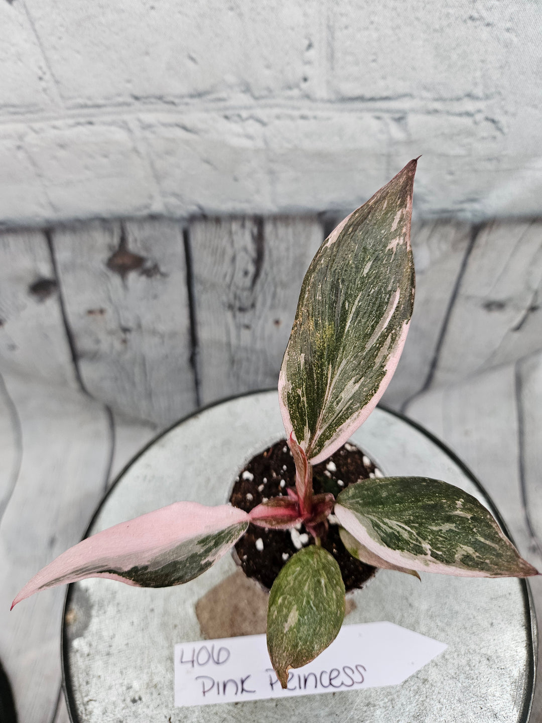 Philodendron Pink Princess Galaxy (2in)-406