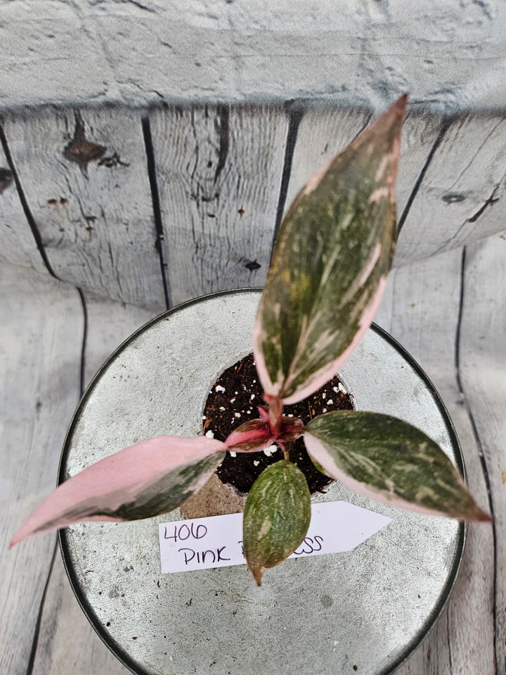 Philodendron Pink Princess Galaxy (2in)-406