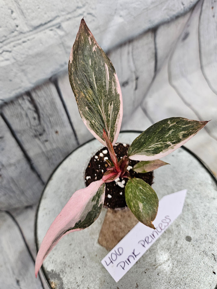 Philodendron Pink Princess Galaxy (2in)-406