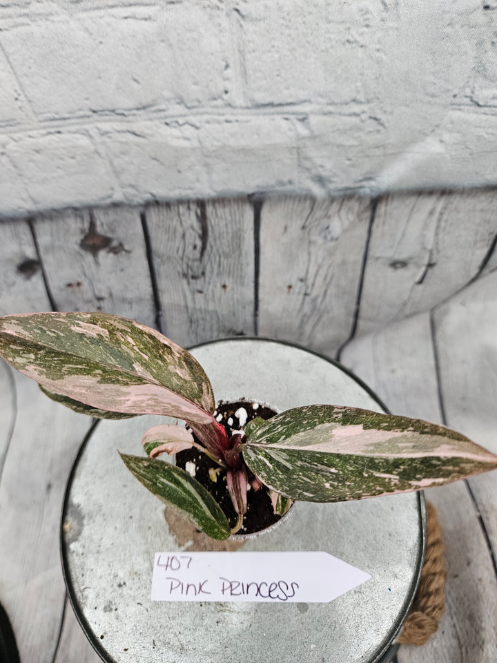 Philodendron Pink Princess Galaxy (2in)-407