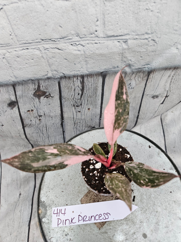 Philodendron Pink Princess Galaxy (2in)-414