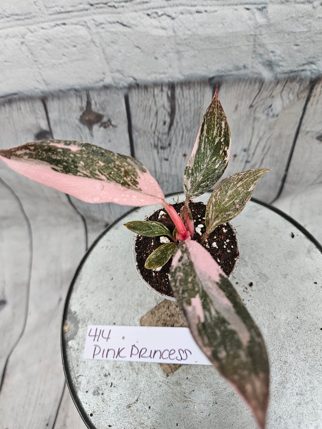 Philodendron Pink Princess Galaxy (2in)-414