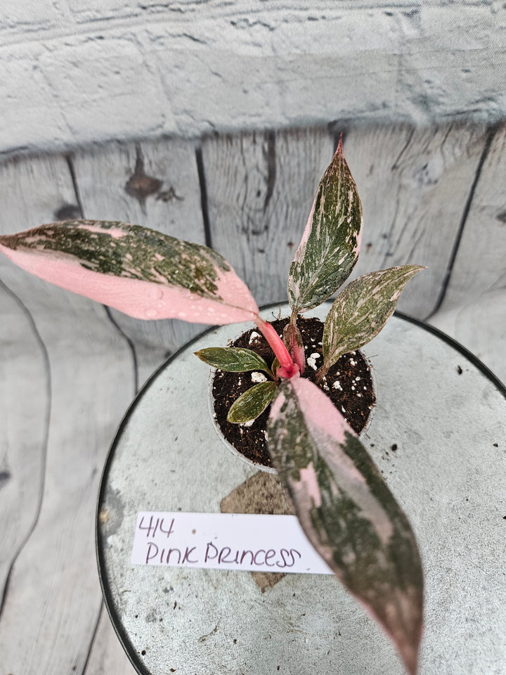 Philodendron Pink Princess Galaxy (2in)-414