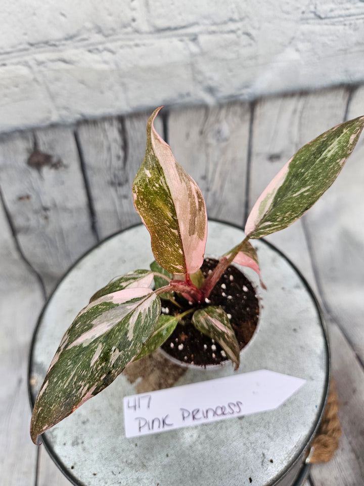 Philodendron Pink Princess Galaxy (2in)-417