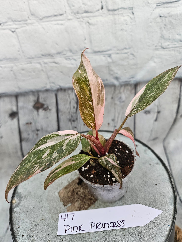 Philodendron Pink Princess Galaxy (2in)-417