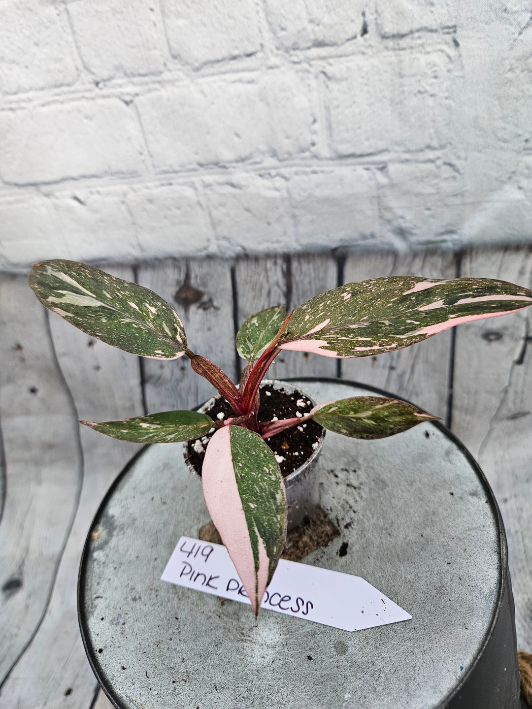 Philodendron Pink Princess Galaxy (2in)-419