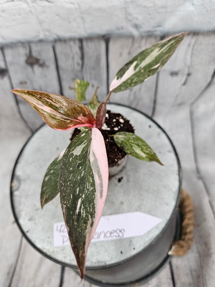 Philodendron Pink Princess Galaxy (2in)-423