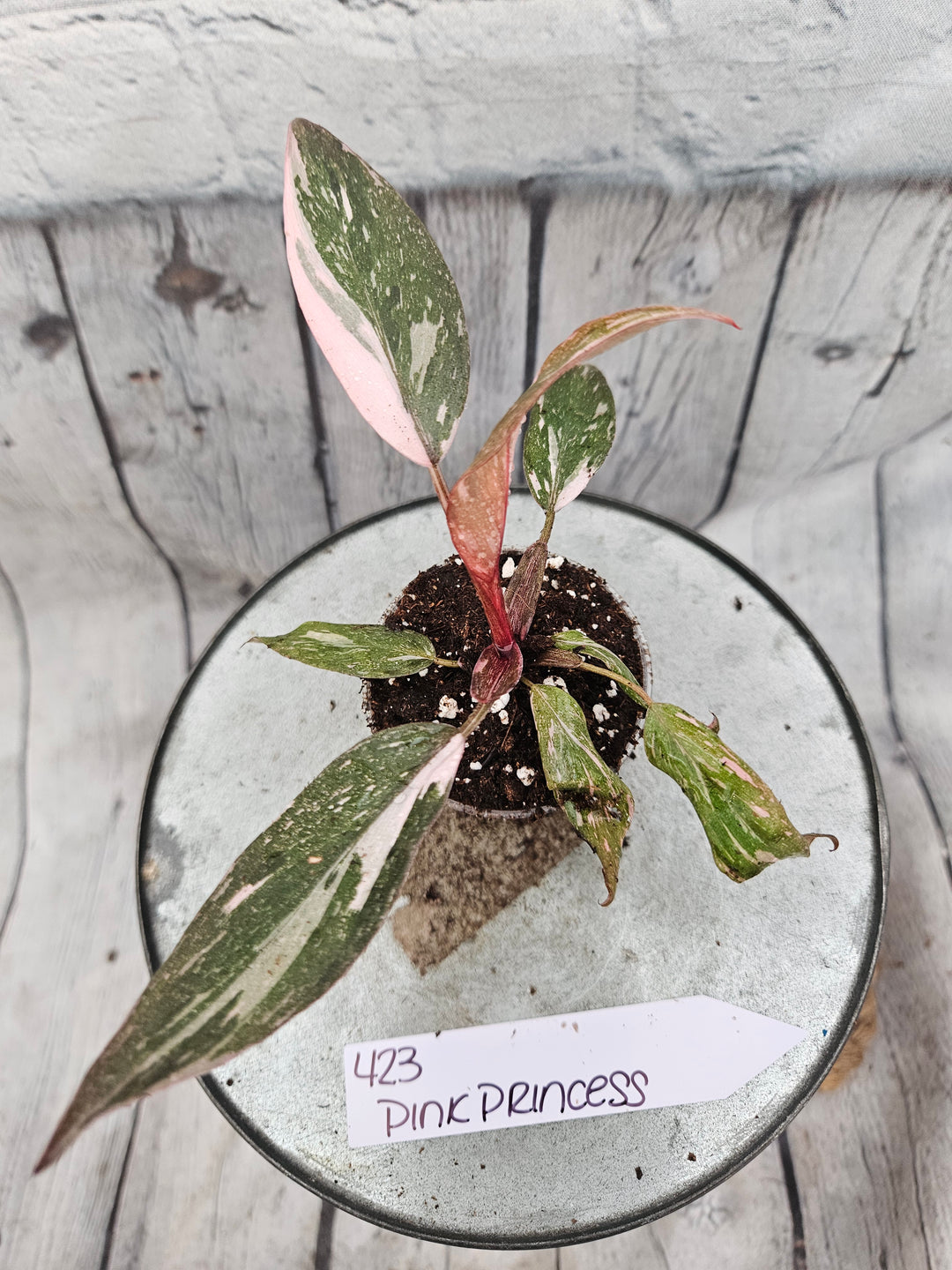 Philodendron Pink Princess Galaxy (2in)-423