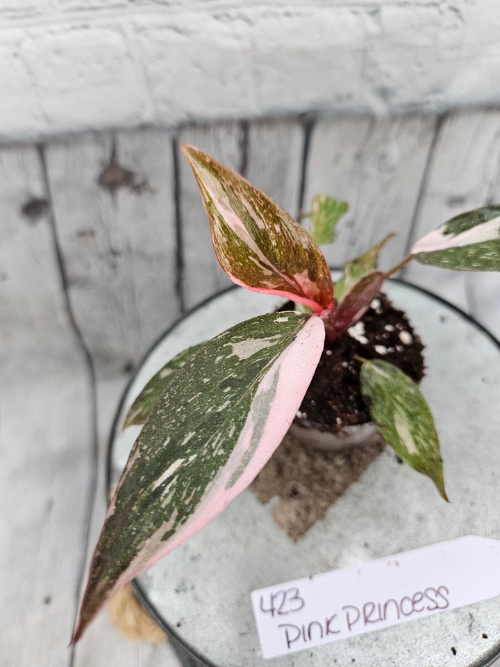 Philodendron Pink Princess Galaxy (2in)-423