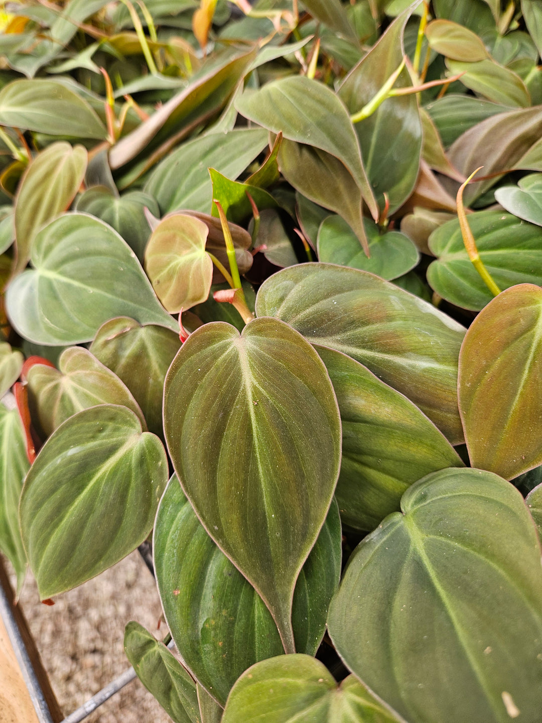 Philodendron Micans