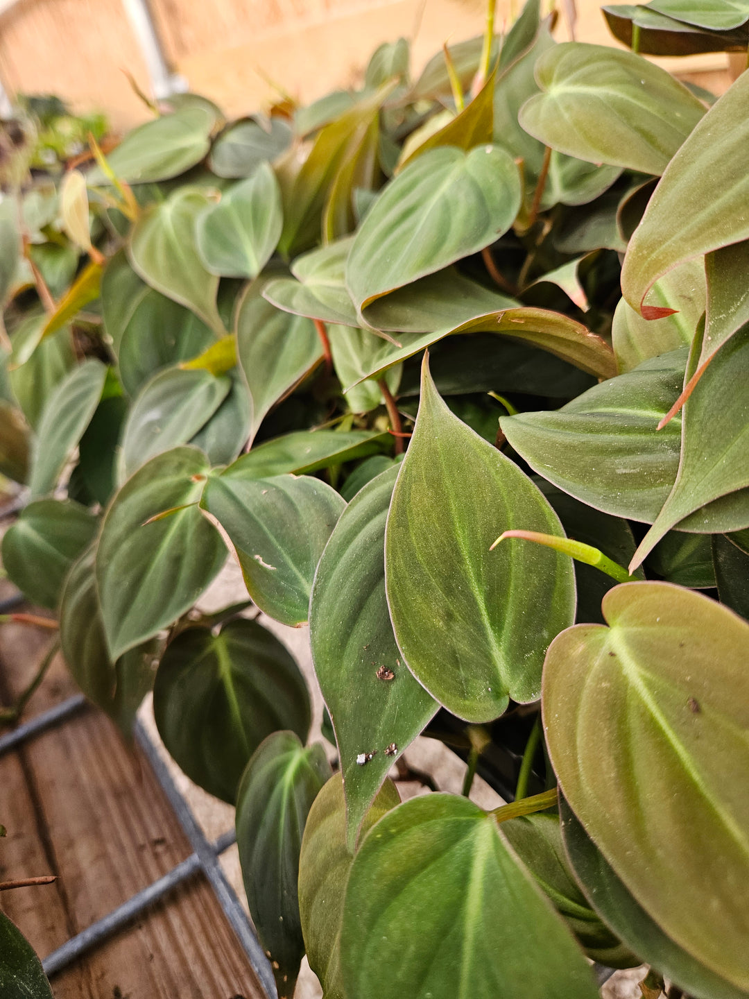 Philodendron Micans