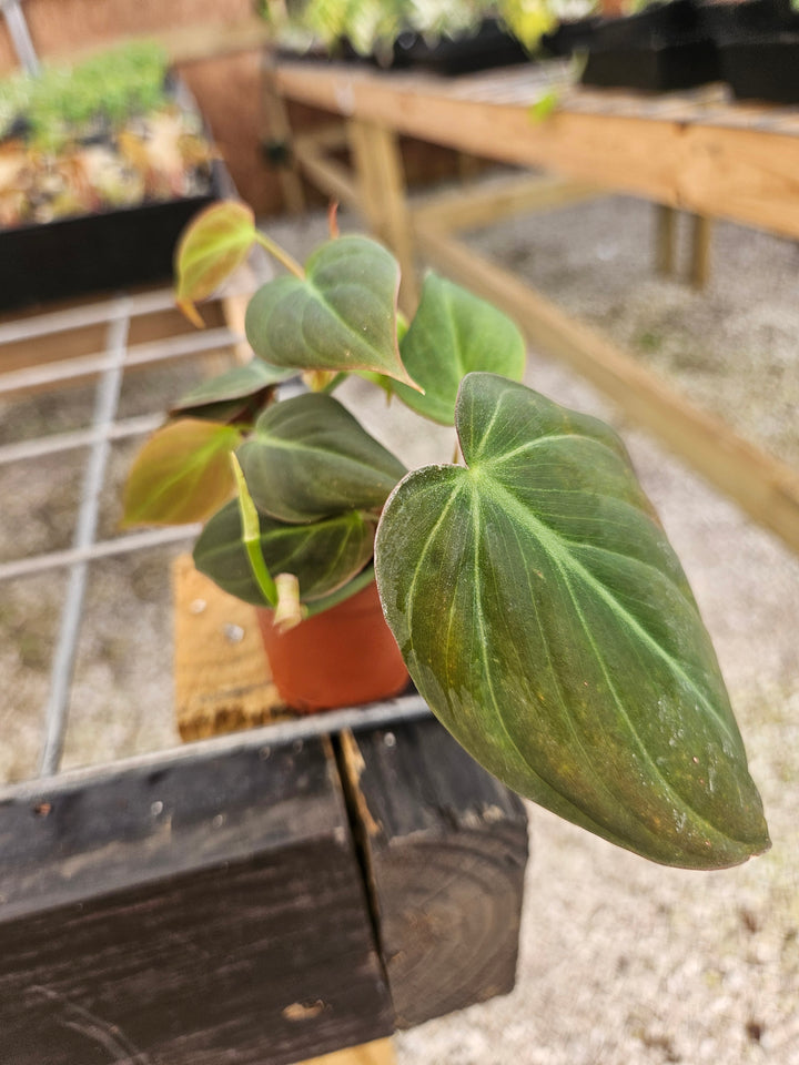 Philodendron Micans