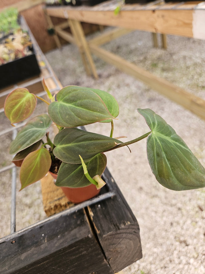 Philodendron Micans