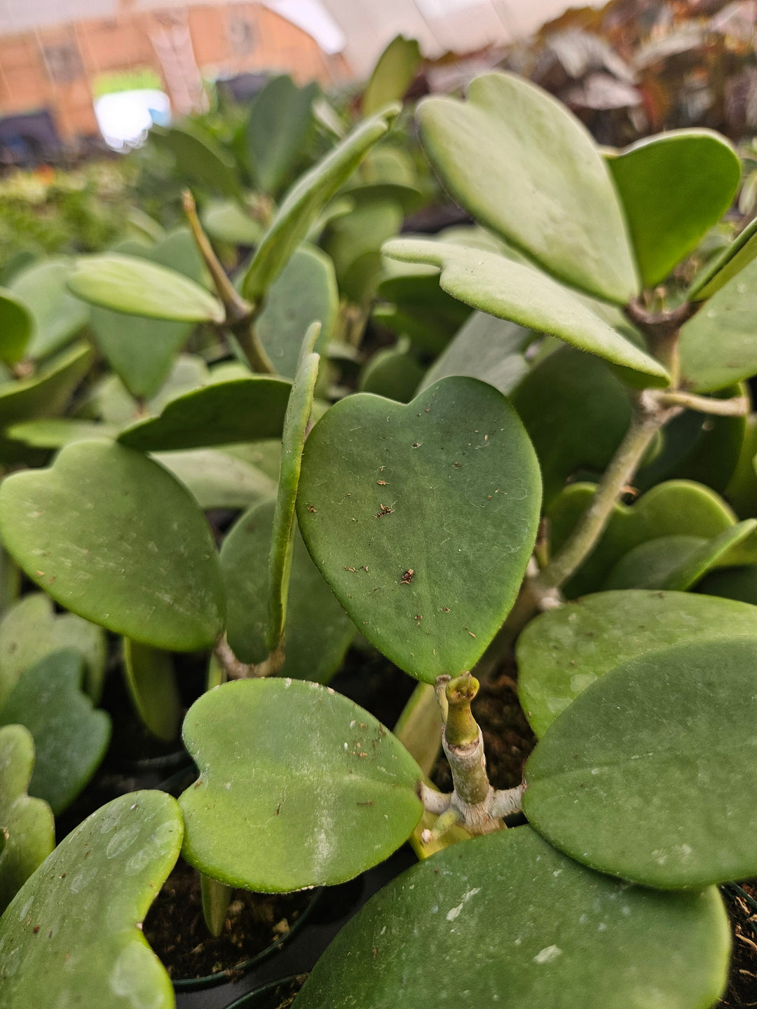 Hoya Kerri Vines