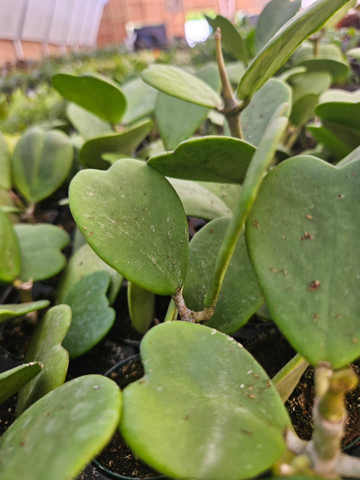 Hoya Kerri Vines