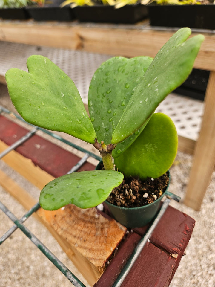 Hoya Kerri Vines