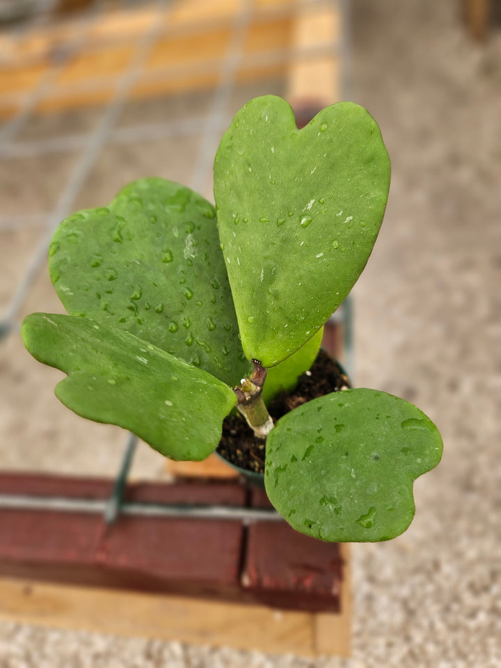 Hoya Kerri Vines