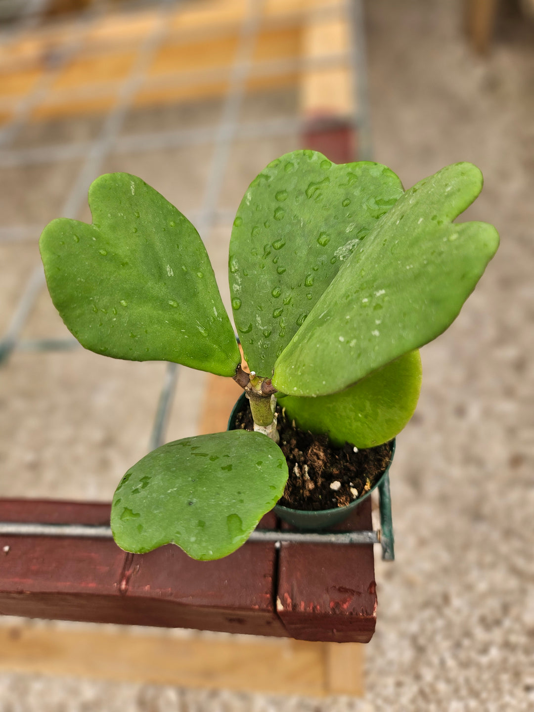 Hoya Kerri Vines