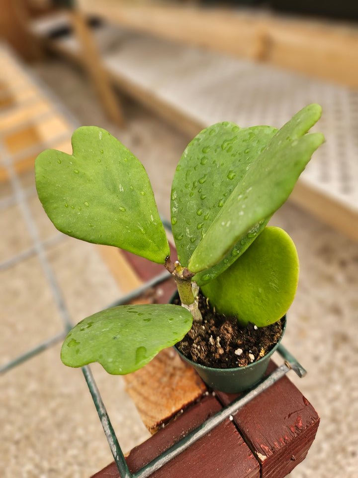 Hoya Kerri Vines