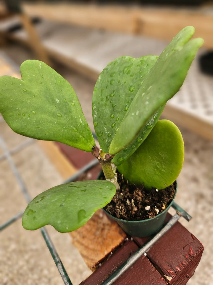 Hoya Kerri Vines