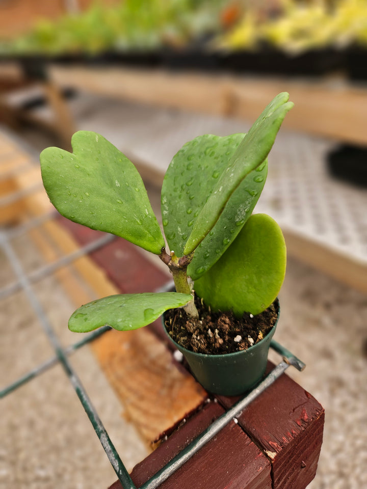 Hoya Kerri Vines